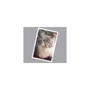 cartolina-gatto-animalisti