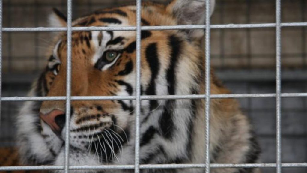 Circo con animali