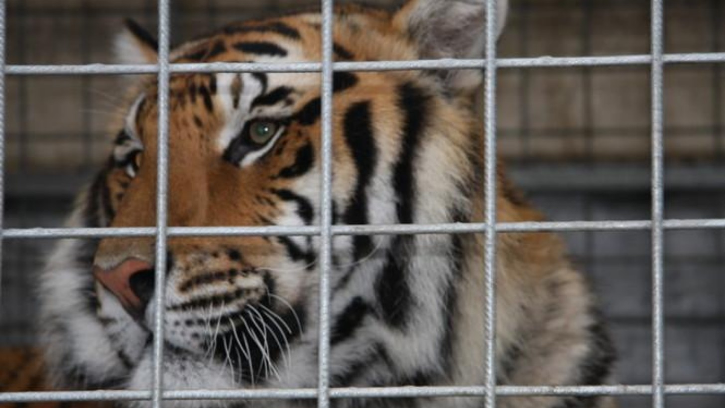 Circo con animali