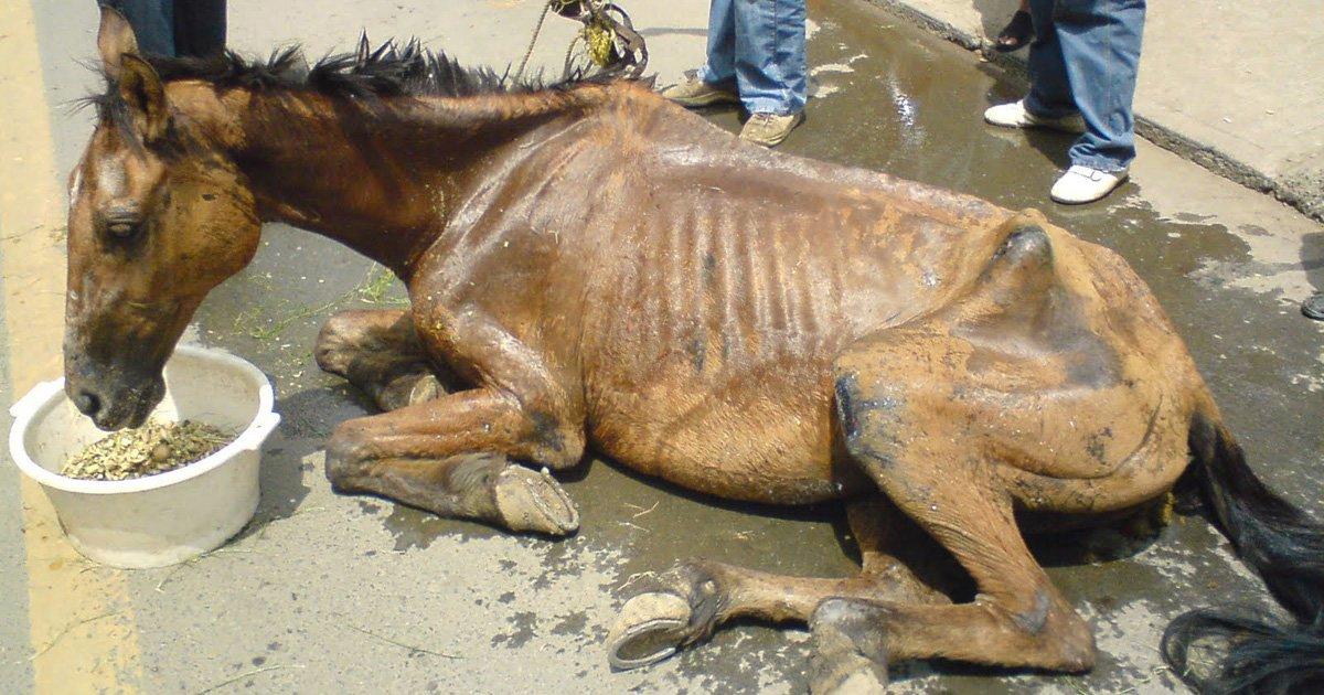 Cavallo_maltrattamento_animali