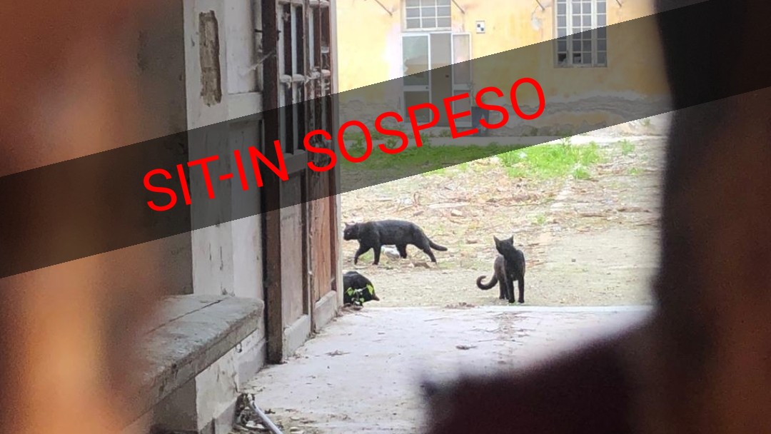 Sit-in gatti_Teramo