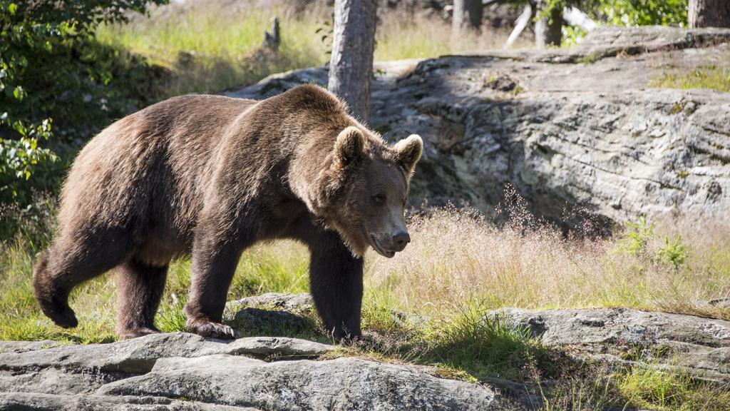 Orso M49_Trento