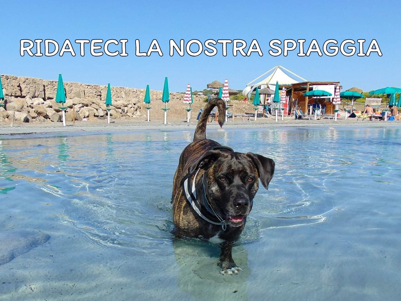 PORTO PINO