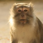 MACACO