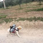 Cammino 12