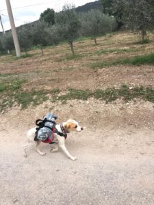 Cammino 12