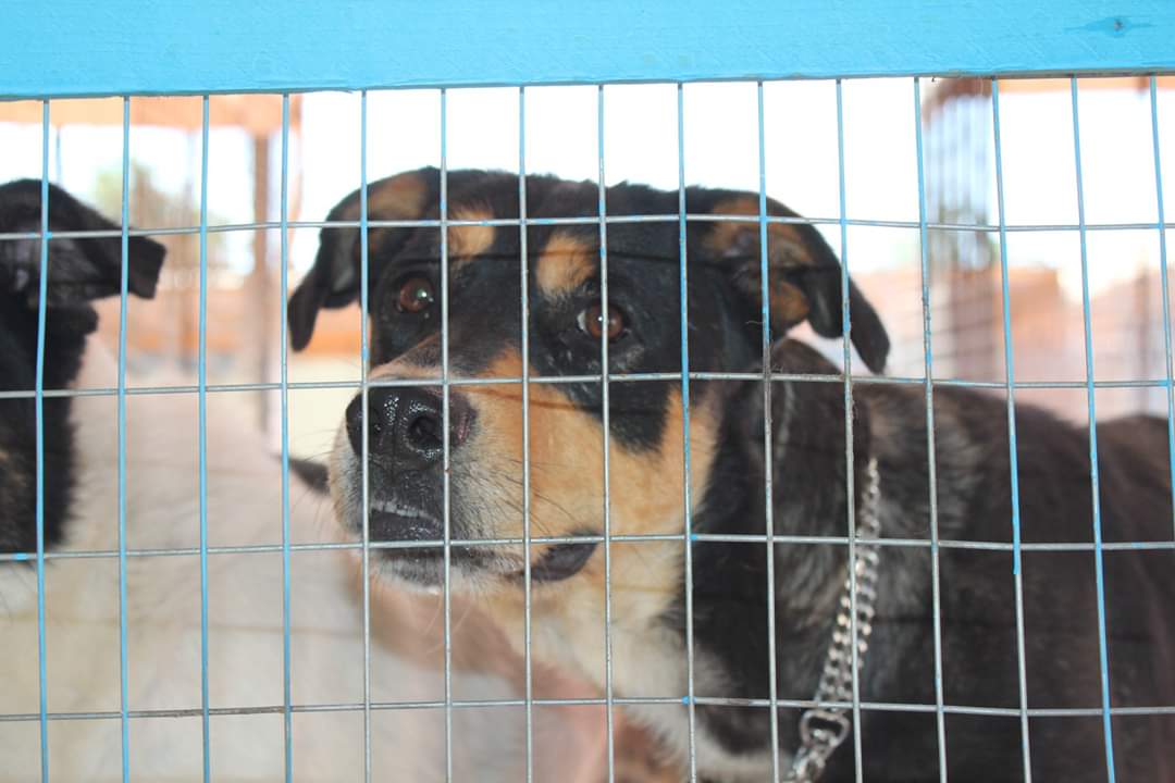 Tyson_2