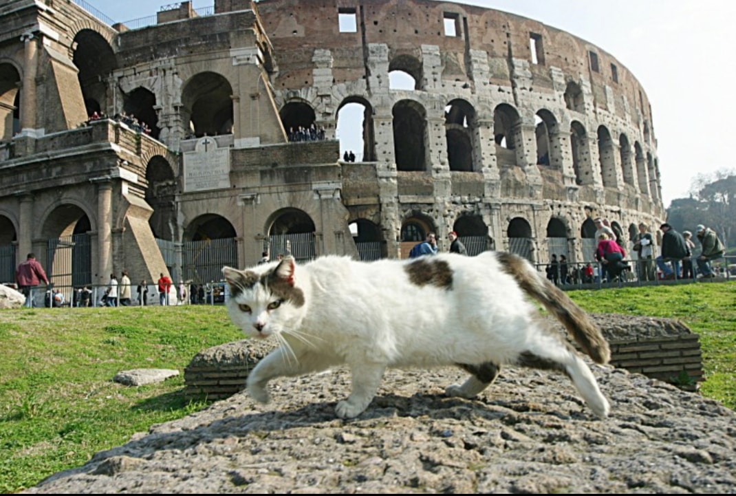 Gatti
