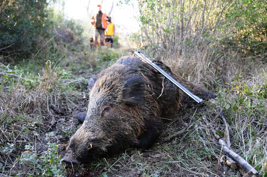 Cinghiale