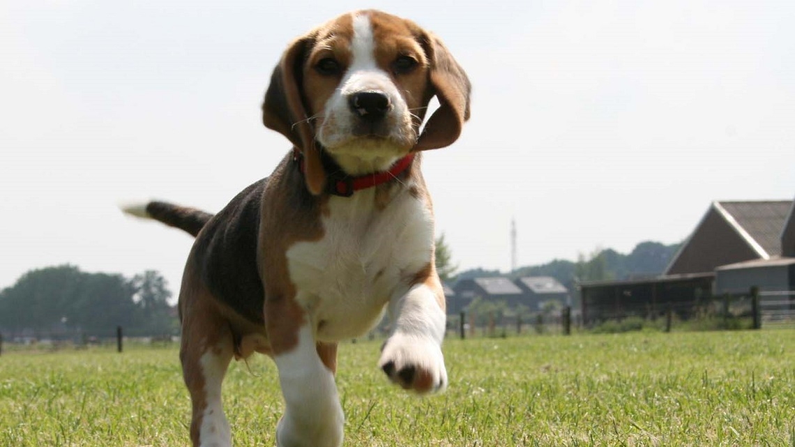 Beagle_Green Hill