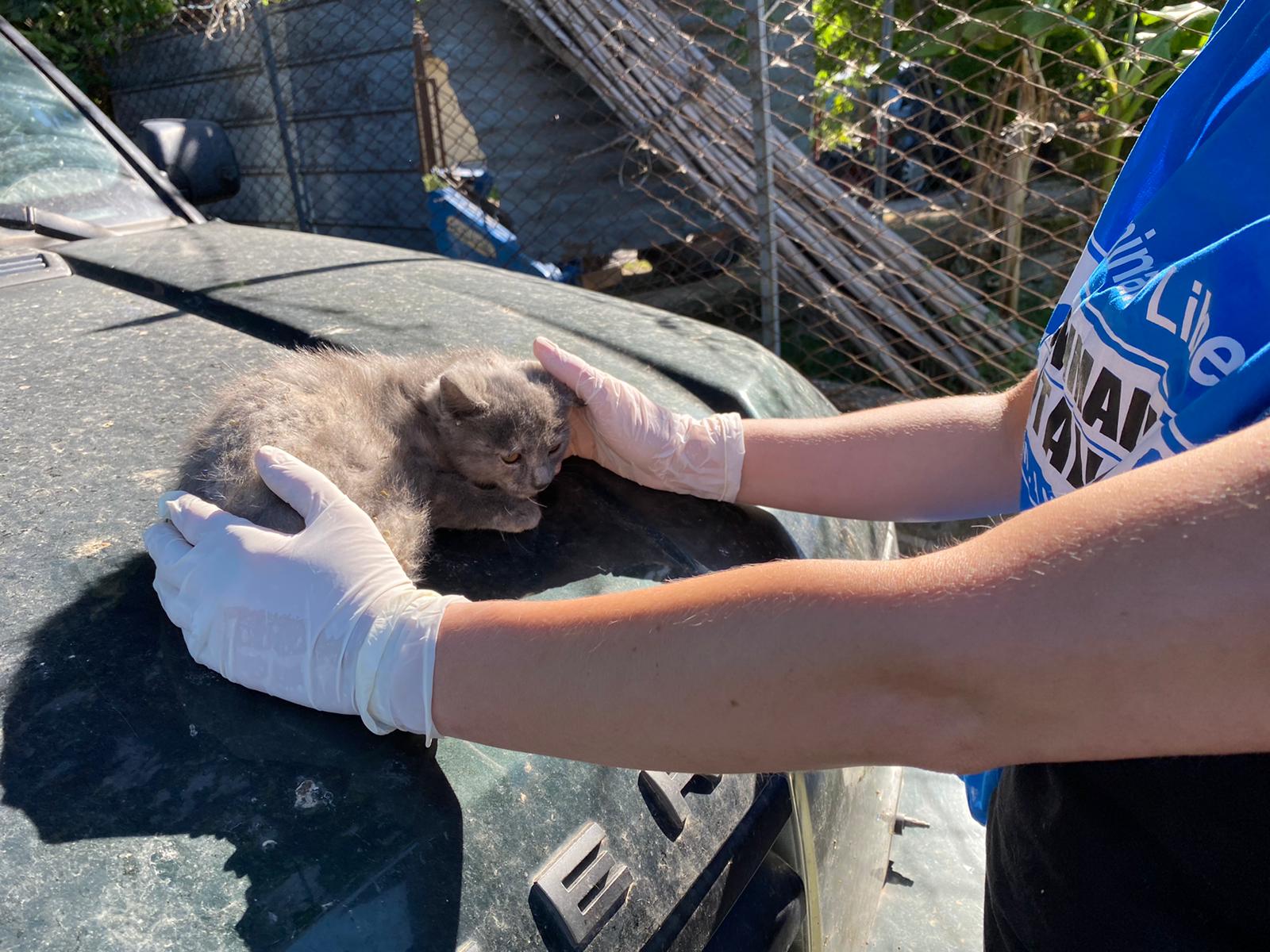 Salvataggio gatto Trevignano Romano_2