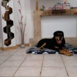 Tyson nella nuova casa Tyson nella nuova casa