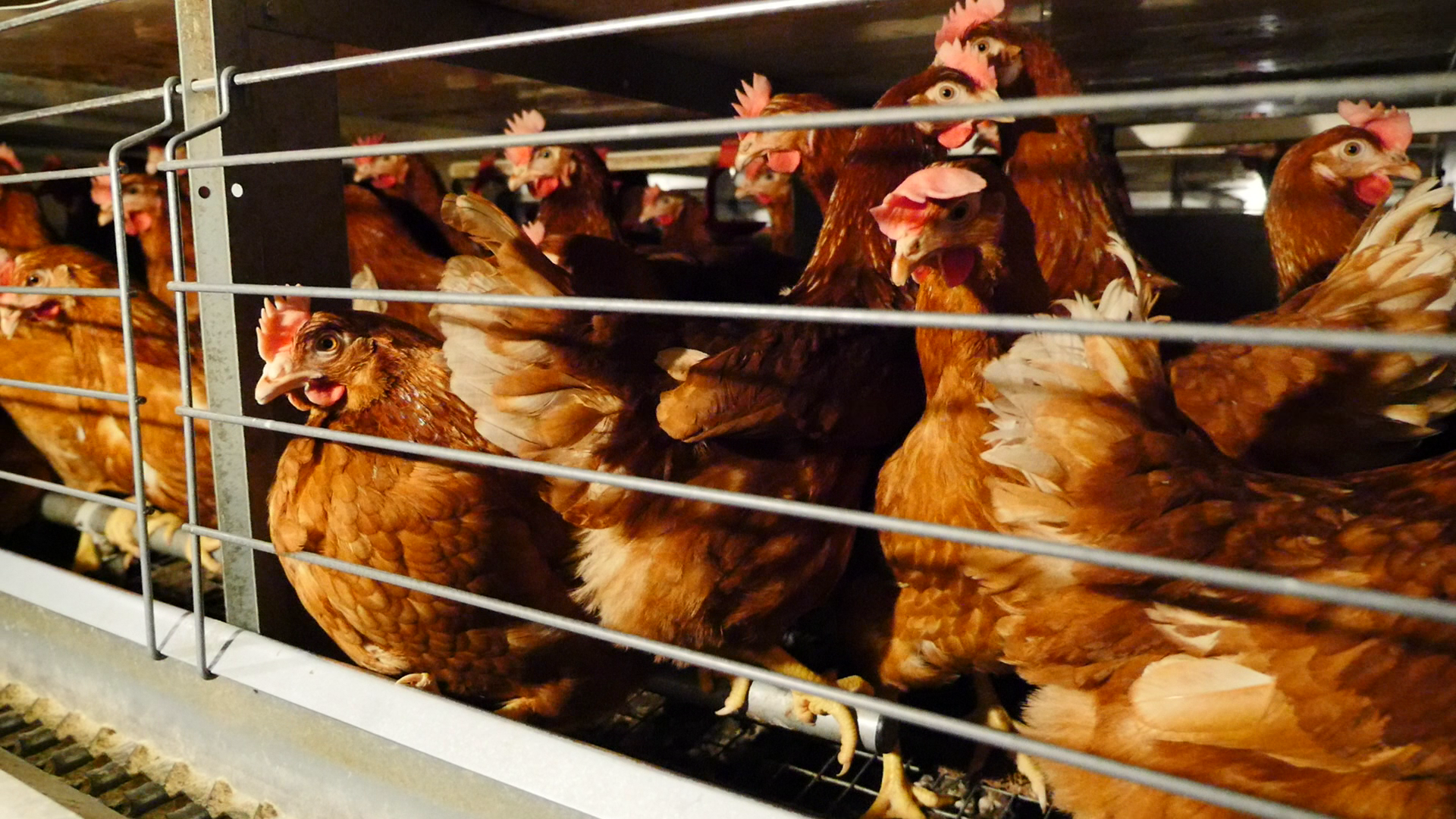 Galline