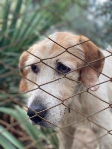 Cane in gabbia incontrato durante il viaggio