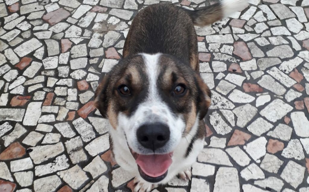 Cane ucciso a Priverno (LT)