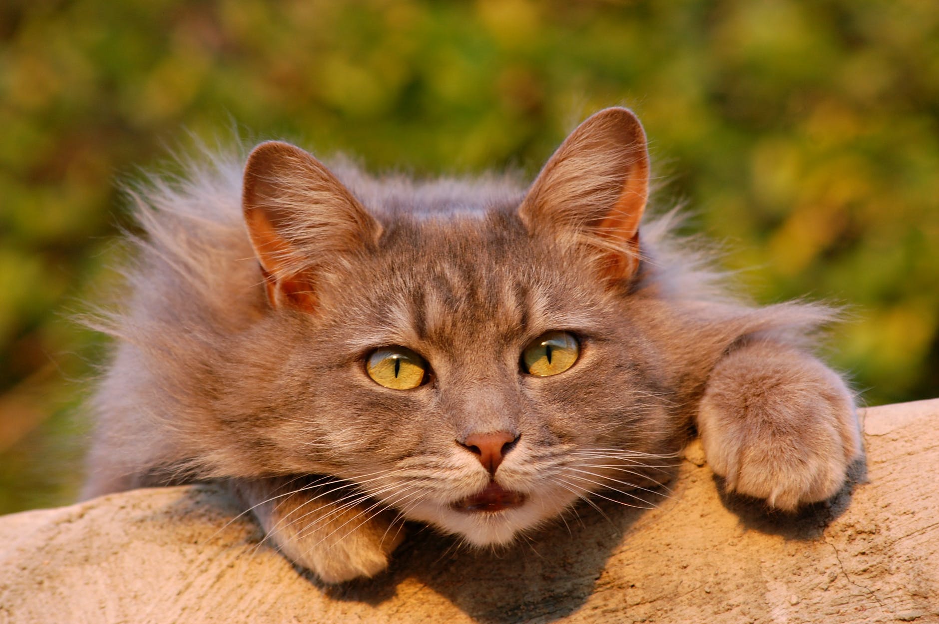 cat-feline-