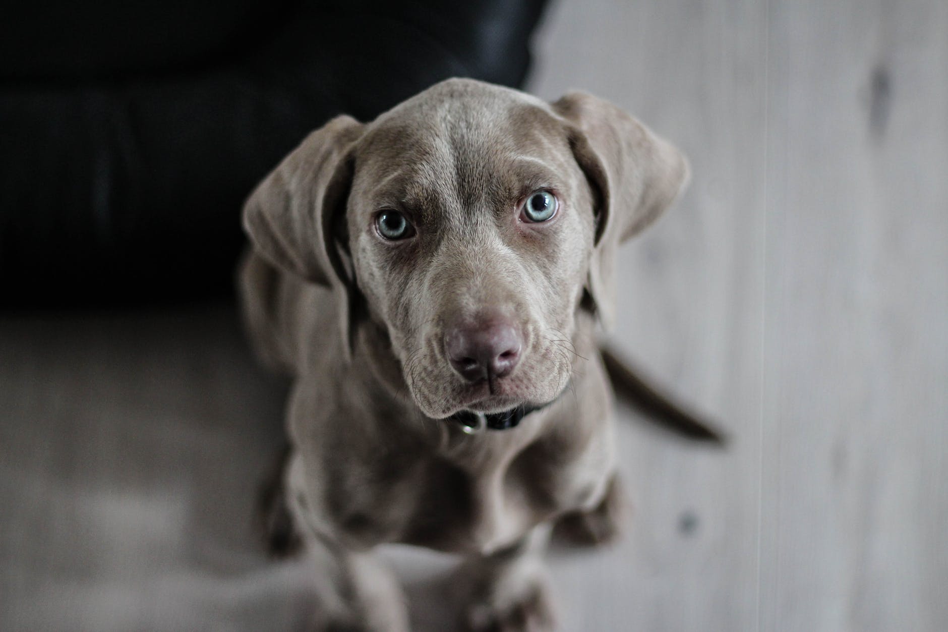 puppy-dog-snout