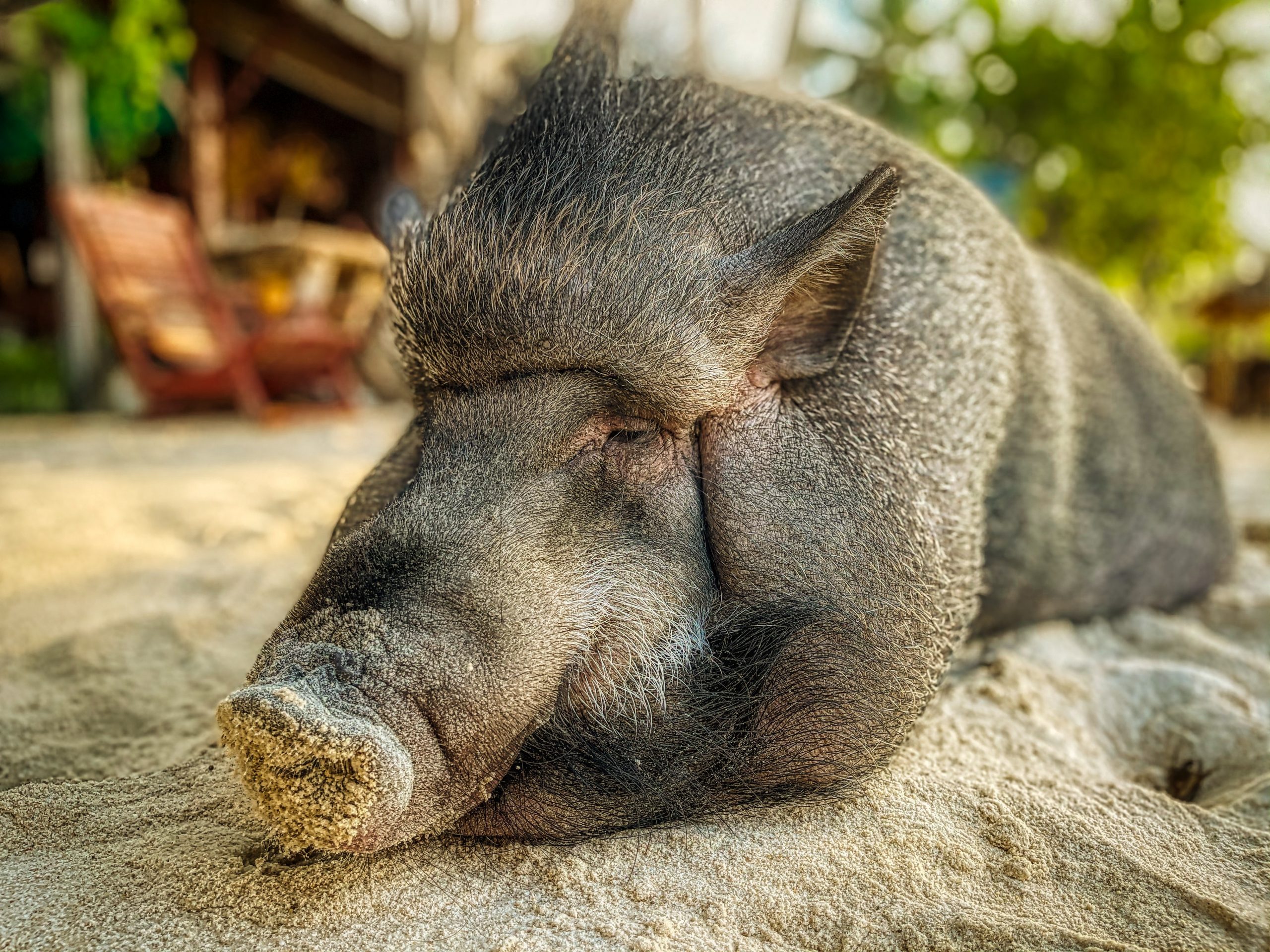 Copertina_cinghiale