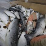 Indagine-allevamenti-salmoni-scozia-_animalisti-italiani