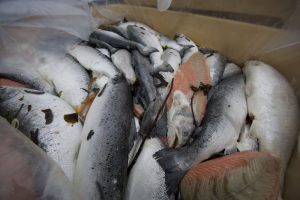 Indagine-allevamenti-salmoni-scozia-_animalisti-italiani