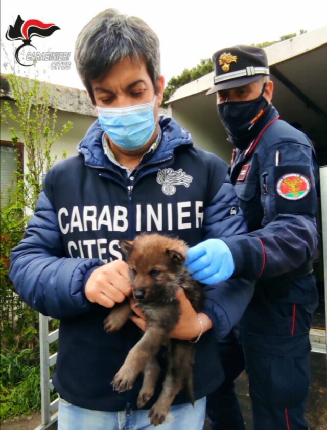 Fonte https://www.ilmessaggero.it/roma/news/cane_lupo_selvatico_sequestrati_animali_allevamento_roma-5905512.html