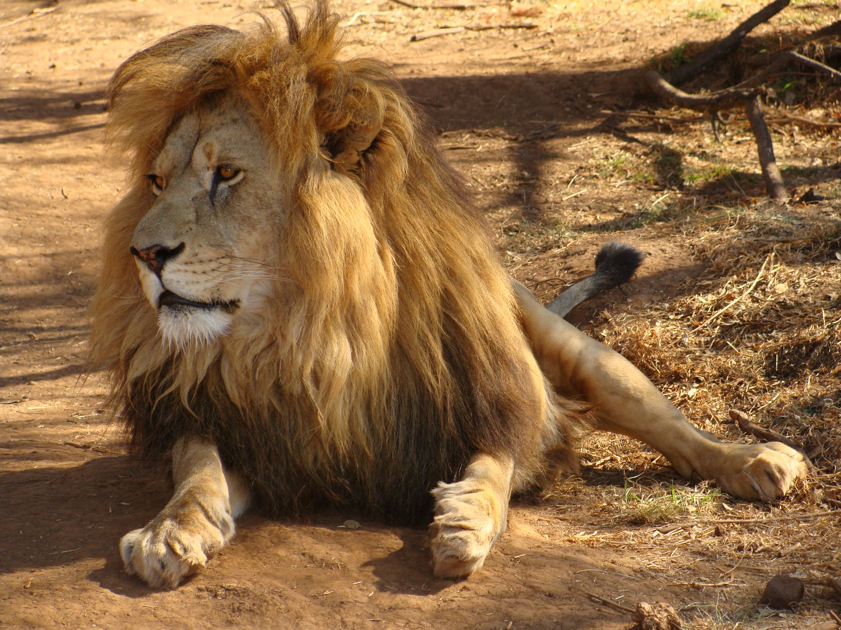 Leone