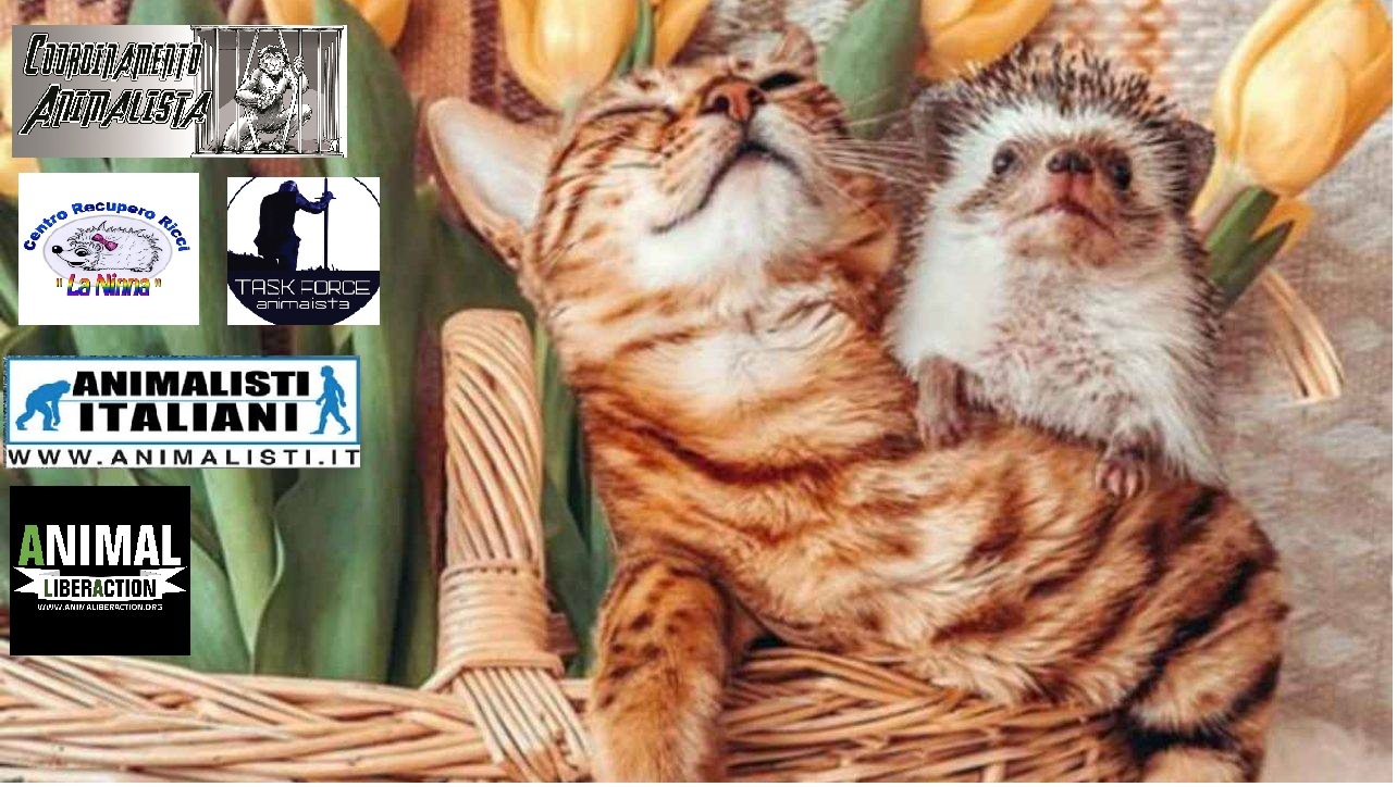 SALVIAMO I GATTI E I RICCI DI VIA RIZZOLI A MILANO!