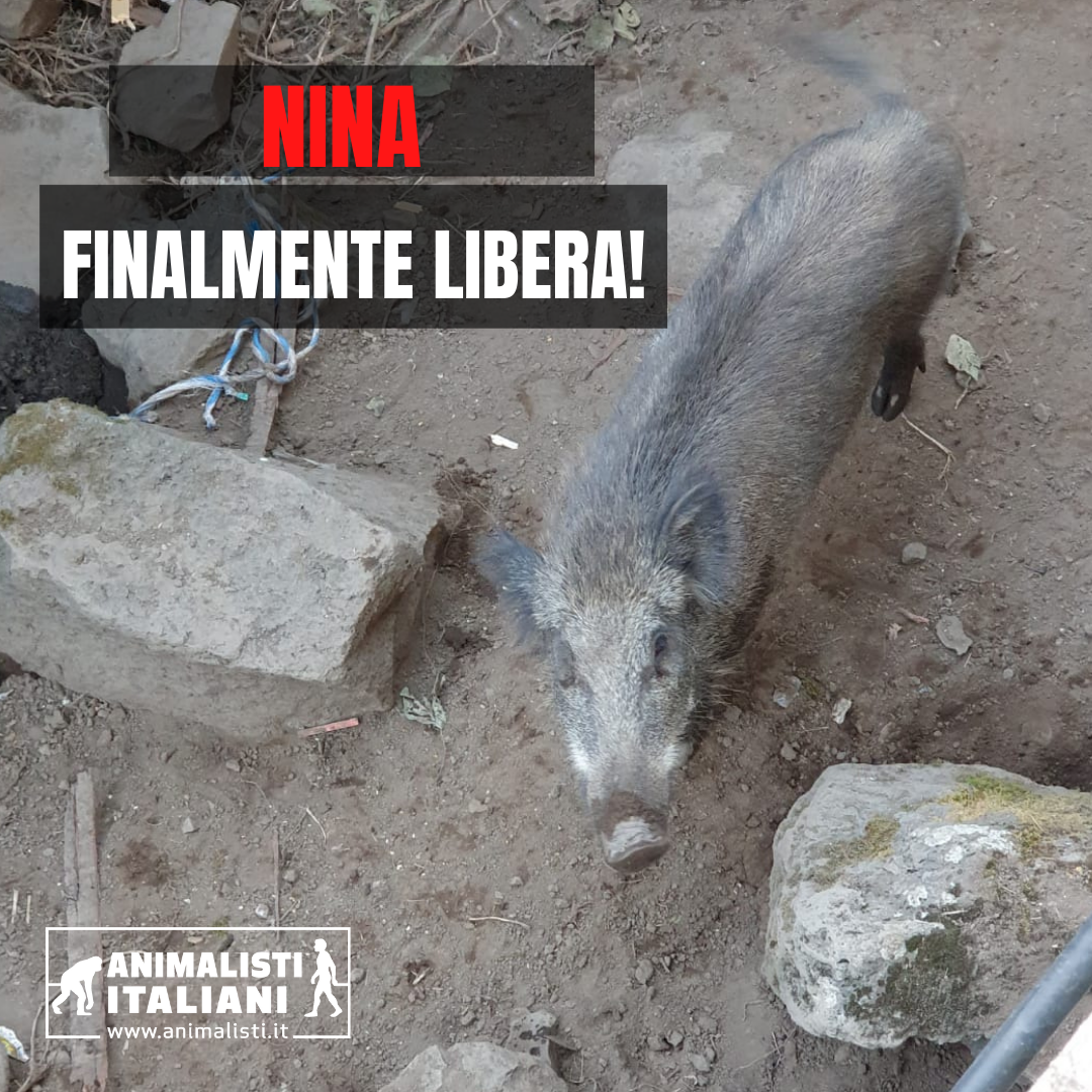 NINA, LA CINGHIALESSA INTRAPPOLATA IN UN FOSSO
