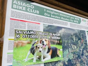 Asiago-alpopiano-2