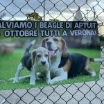 Padova-1