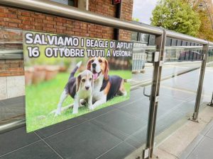 Rovigo-2