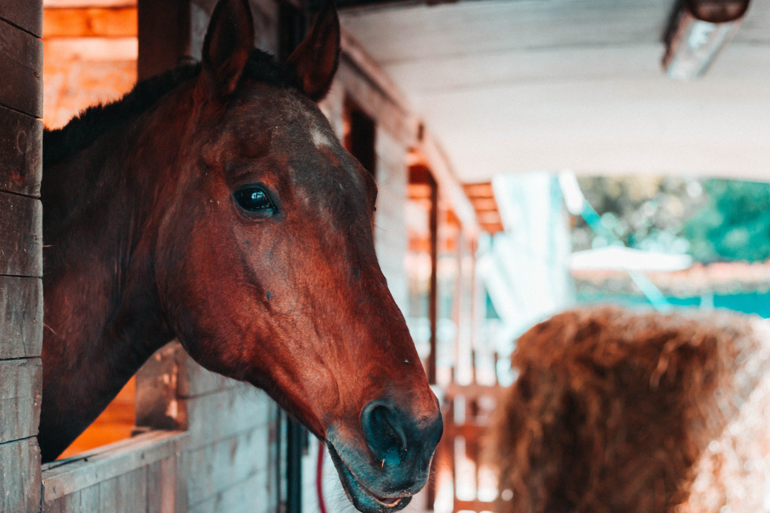 natalino-d-amato-fxhoLzUT8xU-unsplash