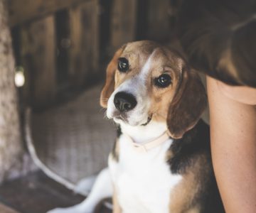 pexels-artem-beliaikin-2305001