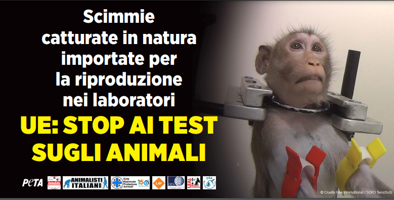 “SCIMMIA IN LACRIME” LASCIATA INCUSTODITA IN PIENO CENTRO A TORINO