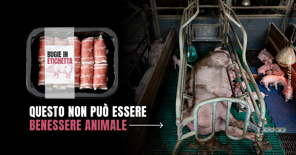 LA CERTIFICAZIONE CHE INGANNA I CONSUMATORI BUGIE IN ETICHETTA