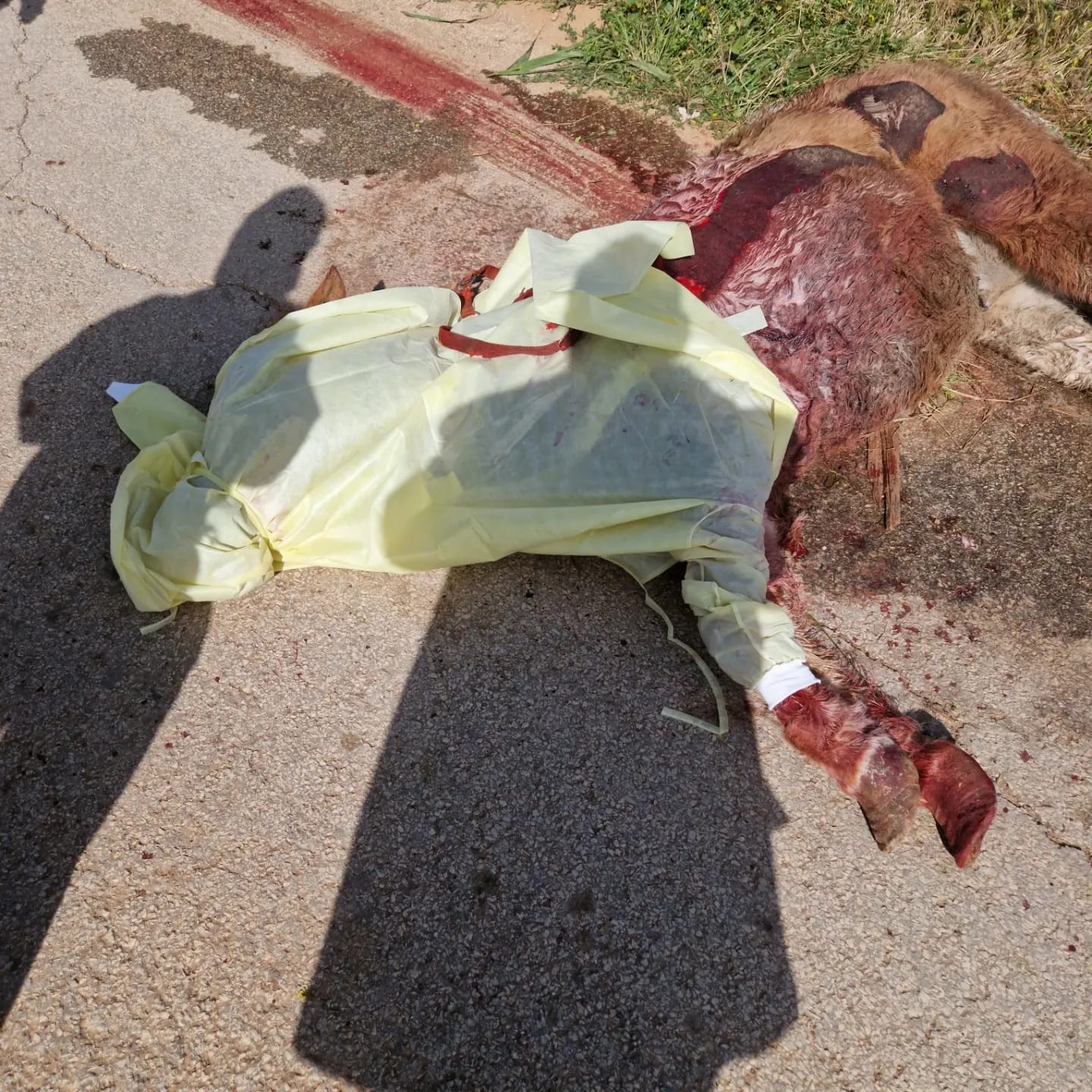 Pony ucciso ad Acate