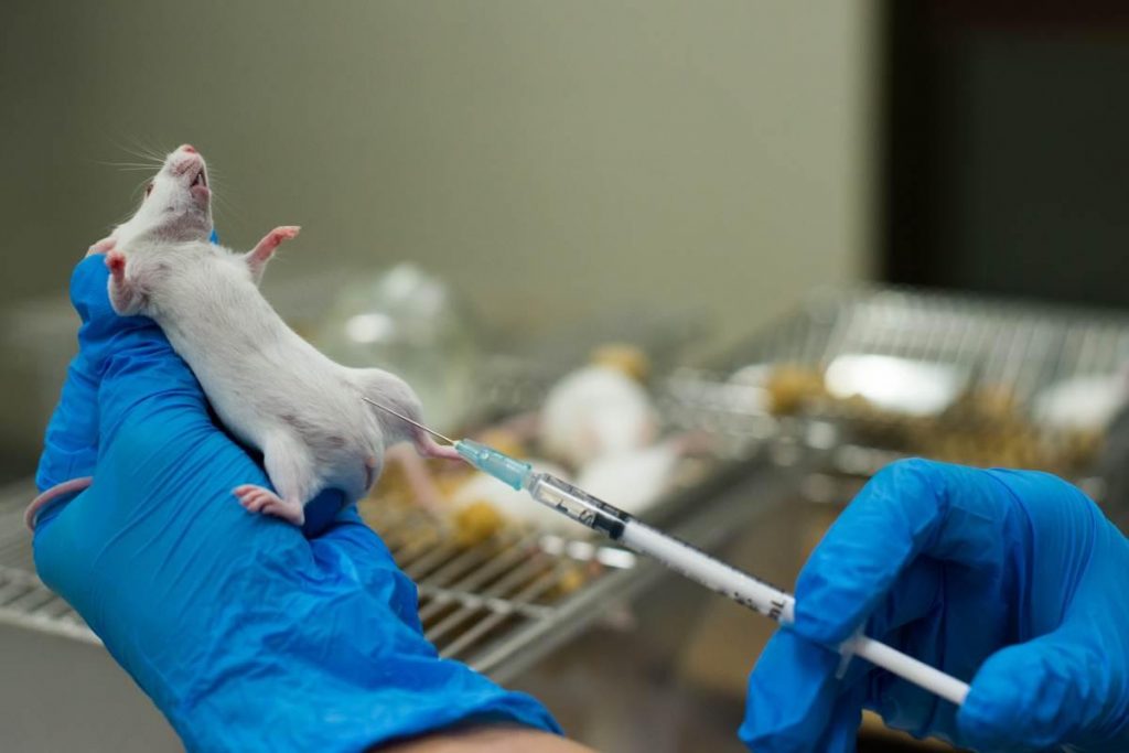 animali-laboratorio