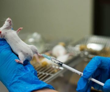 animali-laboratorio