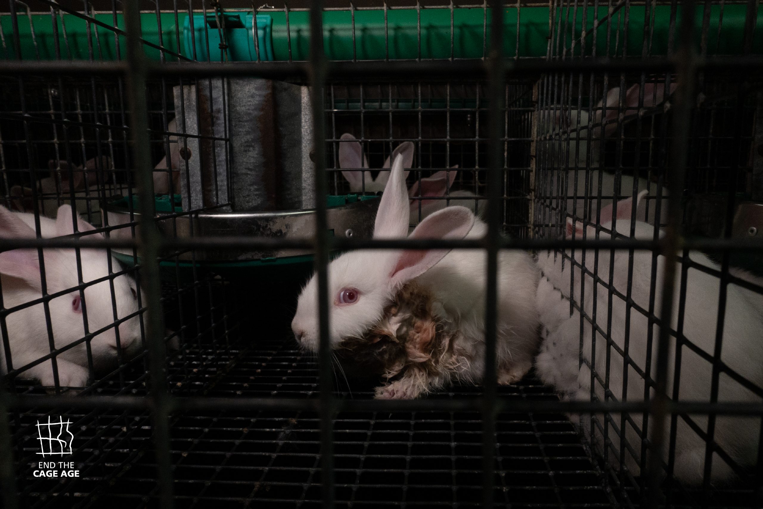 NUOVA INVESTIGAZIONE DOCUMENTA LE CONDIZIONI DEI CONIGLI ALLEVATI IN ITALIA PER LA PRODUZIONE DI CARNE: ANIMALI AMMASSATI E FERITI IN GABBIE SPOGLIE