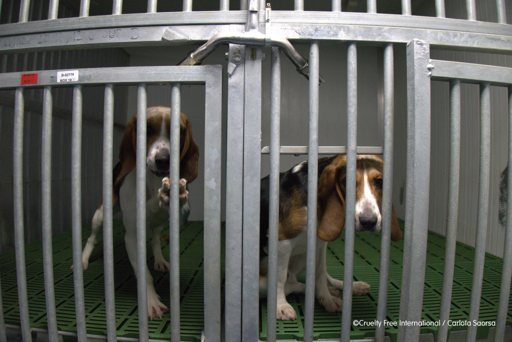 EDOARDO STOPPA E I SUOI DUE CANI SI UNISCONO AGLI ANIMALISTI ITALIANI E ALLA PETA PER CHIEDERE LA FINE DEI TEST SU ANIMALI IN EU