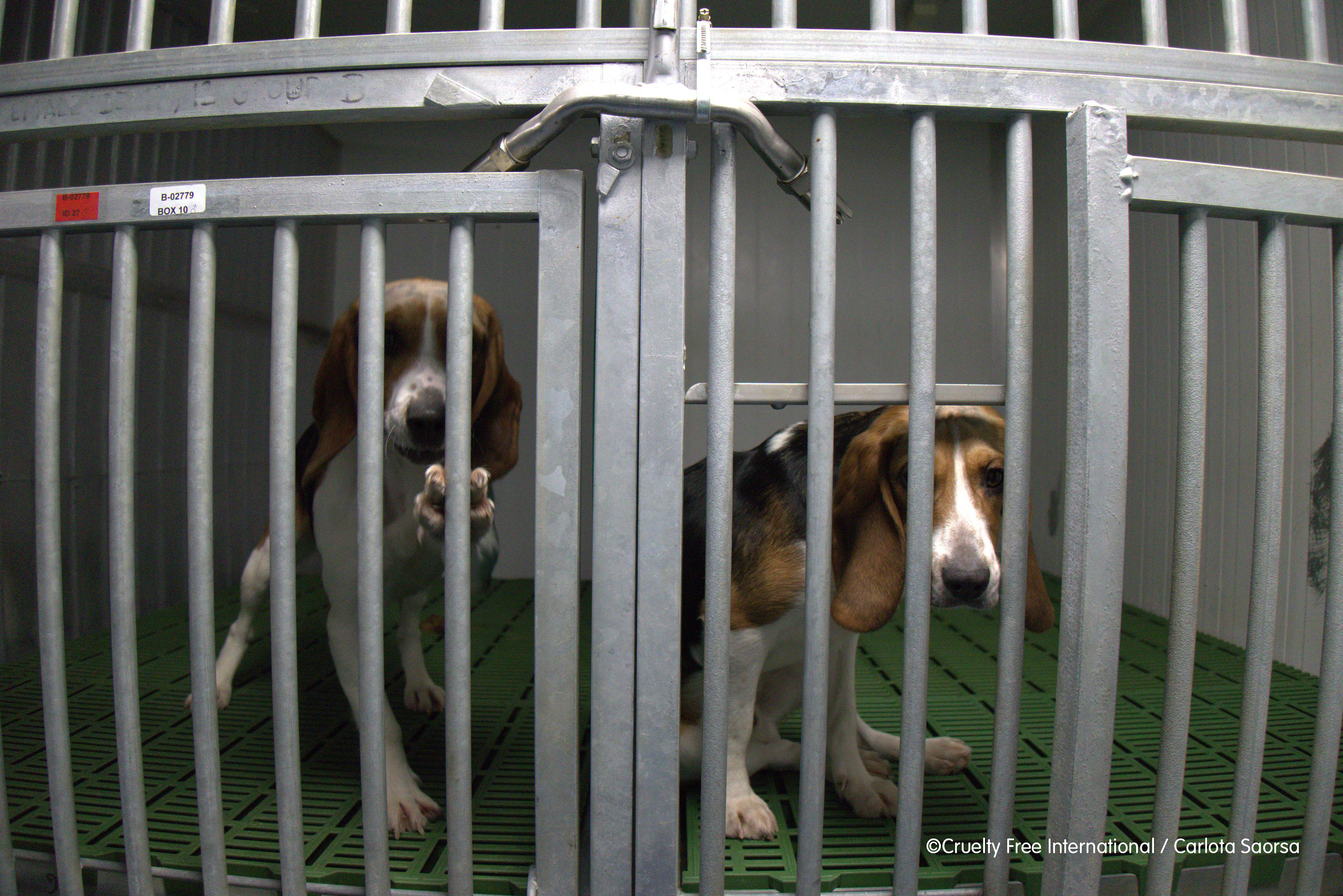 Beagle in cage