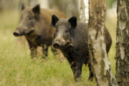 PESTE SUINA: REGIONE LAZIO EMANA ORDINANZA. ANIMALISTI ITALIANI SI OPPONE A PIANI D'ABBATTIMENTO STRAORDINARI