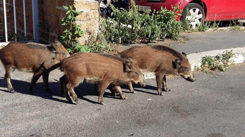 Credit foto https://guidominciotti.blog.ilsole24ore.com/2022/05/05/a-roma-primo-caso-di-psa-fuori-dallarea-infetta-di-piemonte-liguria/