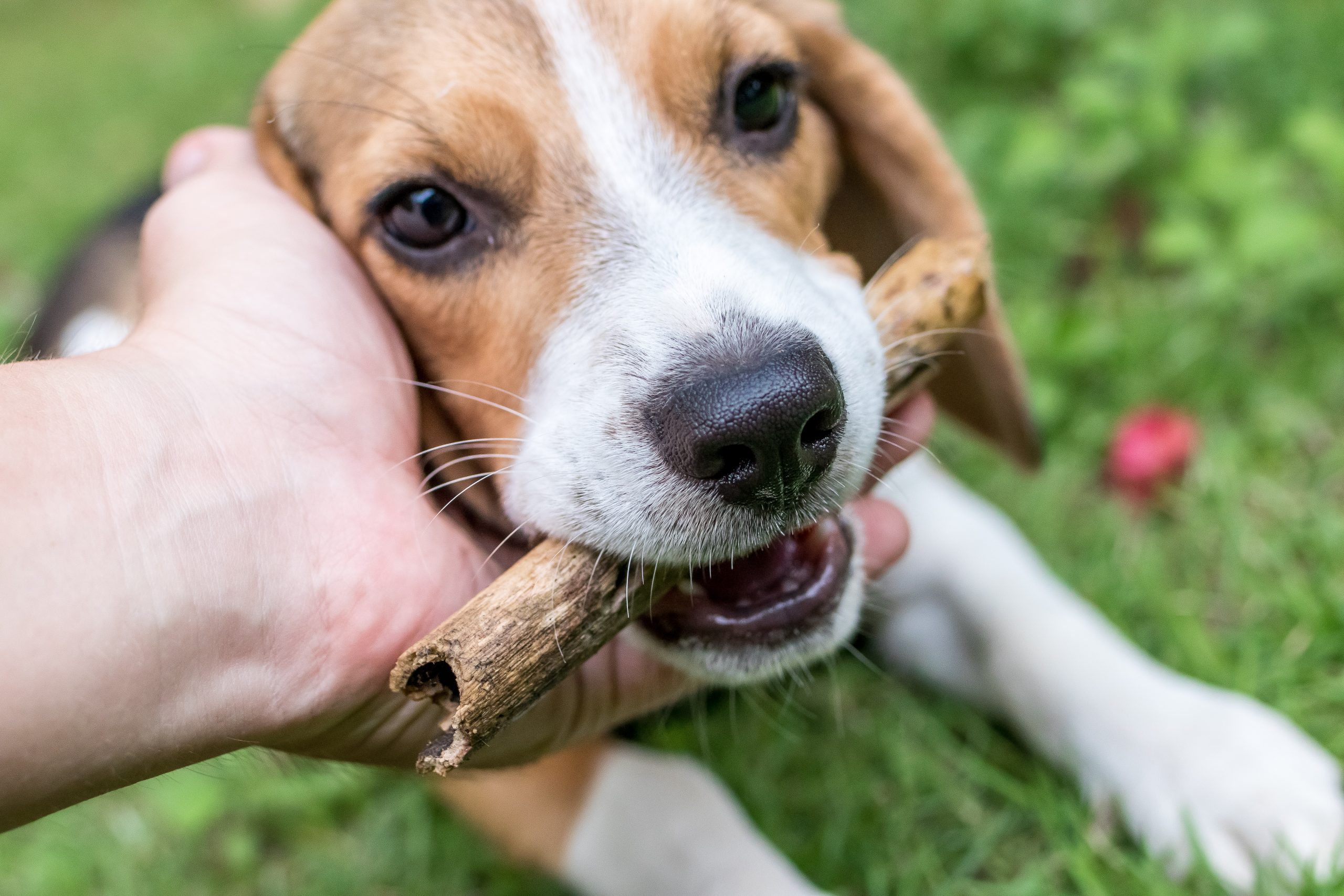 Green Hill: assolti in appello il veterinario e i dipendenti dell’allevamento-lager!