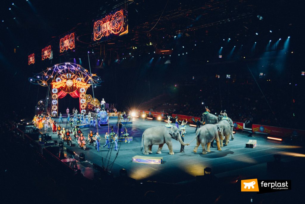 NO AL CIRCO ORFEI A TERAMO. ANIMALISTI ITALIANI CHIEDE AL SINDACO DI REVOCARE AUTORIZZAZIONE.