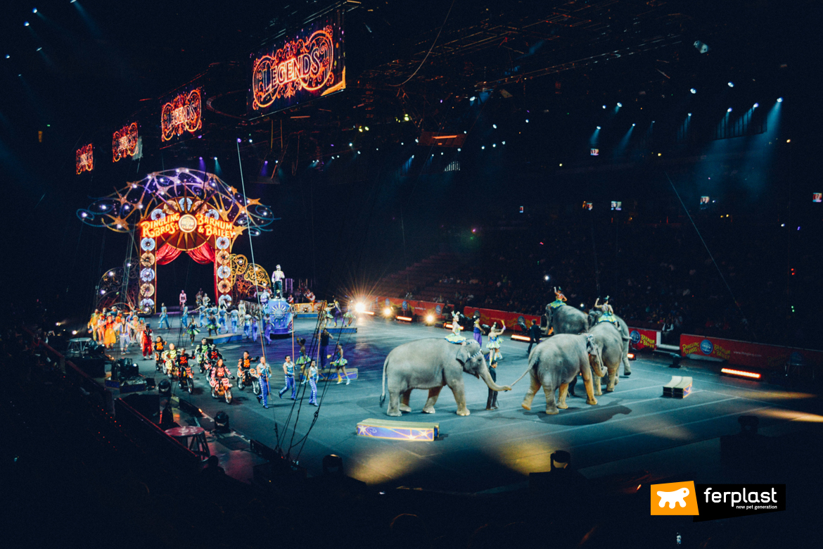 NO AL CIRCO ORFEI A TERAMO. ANIMALISTI ITALIANI CHIEDE AL SINDACO DI REVOCARE AUTORIZZAZIONE.