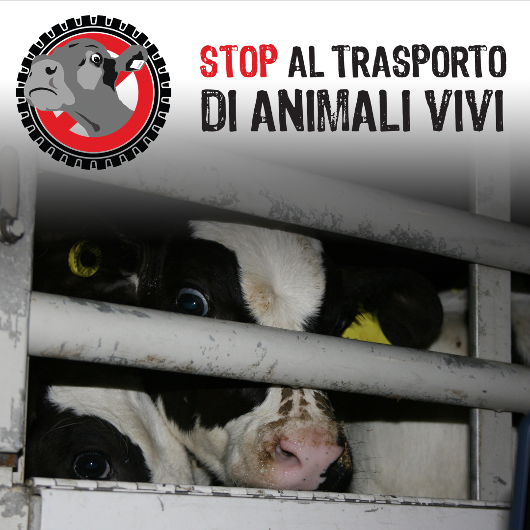 Stop commercio animali vivi