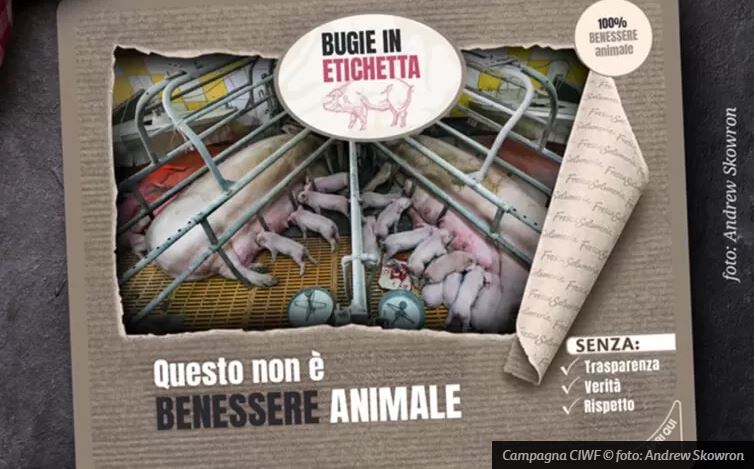 APPELLO ASSOCIAZIONI A CONTE E MOVIMENTO 5 STELLE: FERMATE O MODIFICATE IL DECRETO TRUFFA SUL BENESSERE ANIMALE, DOMANI È TROPPO TARDI