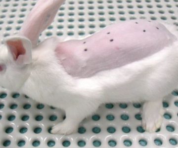 Save cruelty free