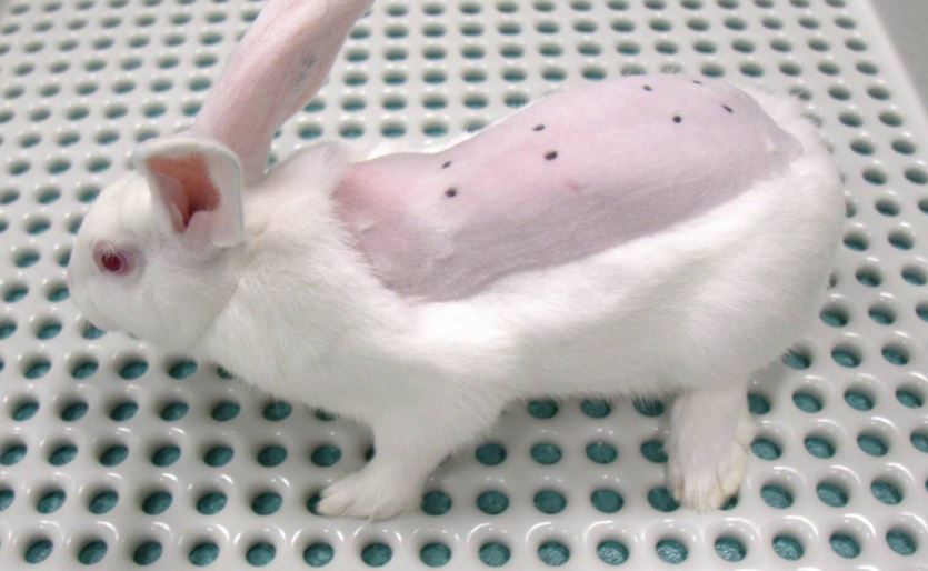 Save cruelty free